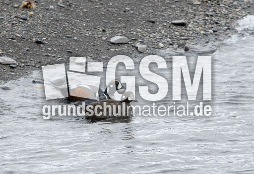 Kragenente (4 von 6).jpg